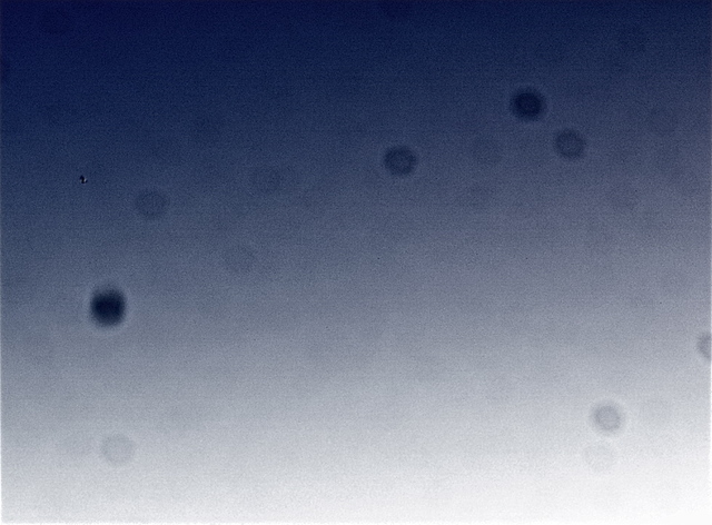 IMAGE: http://www5.picturepush.com/photo/a/12559123/640/12559123.jpg