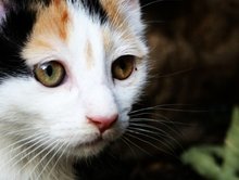 Dotkit