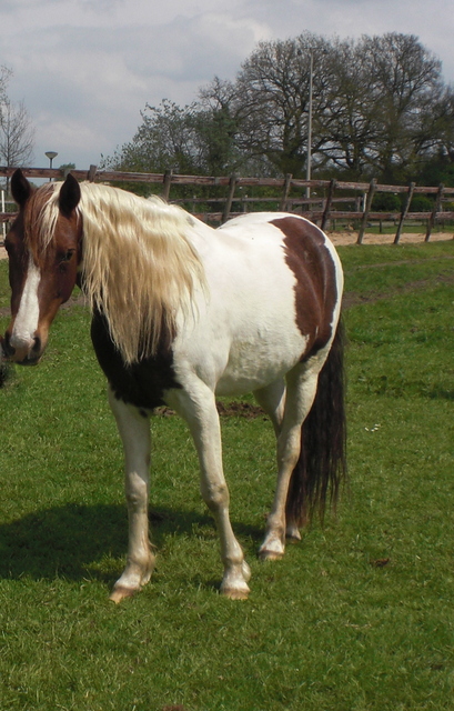 Afbeelding