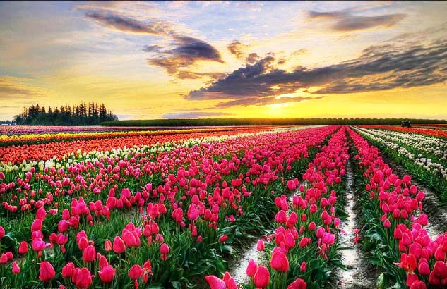 Tulip