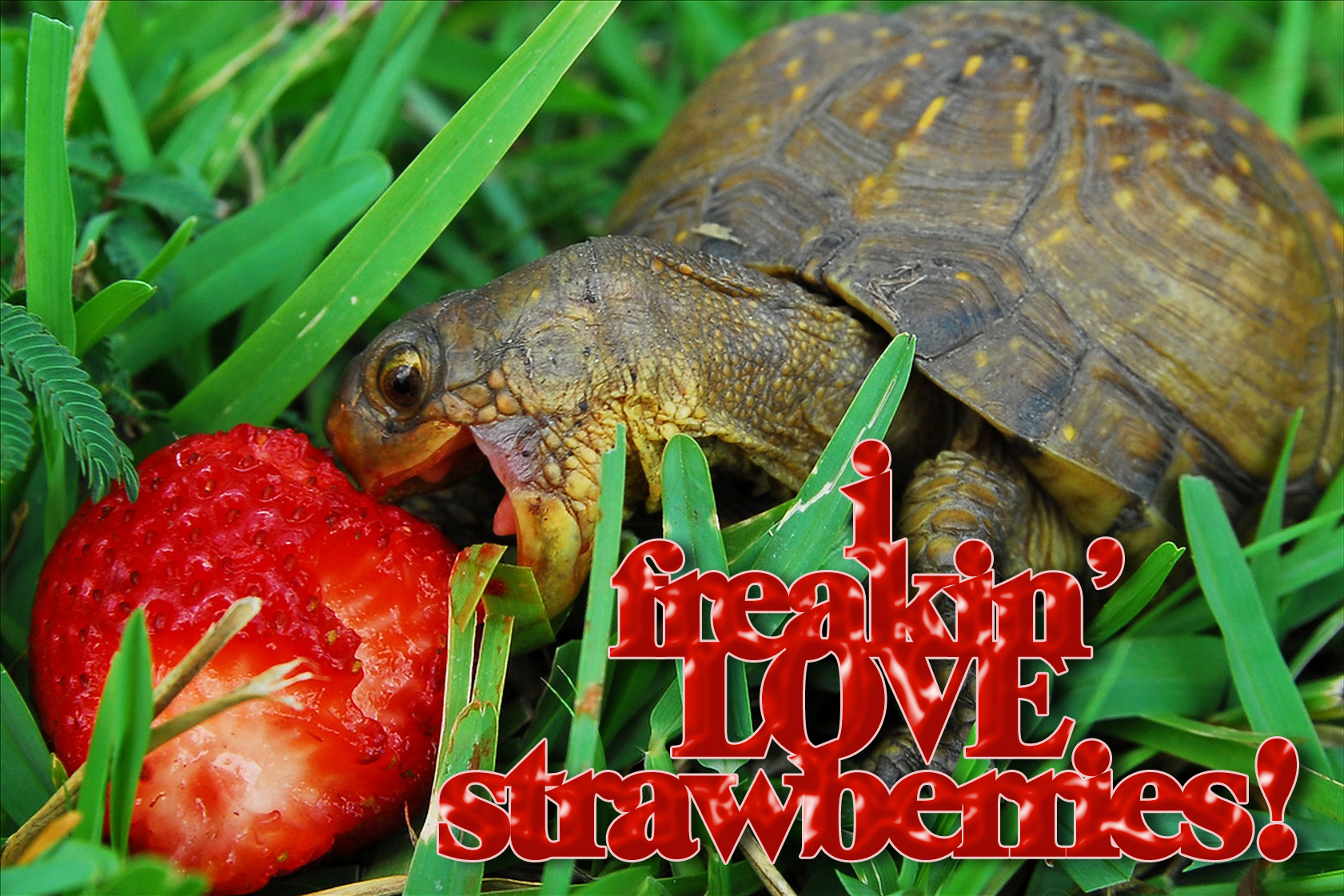 turtle-loves-strawberries.jpg