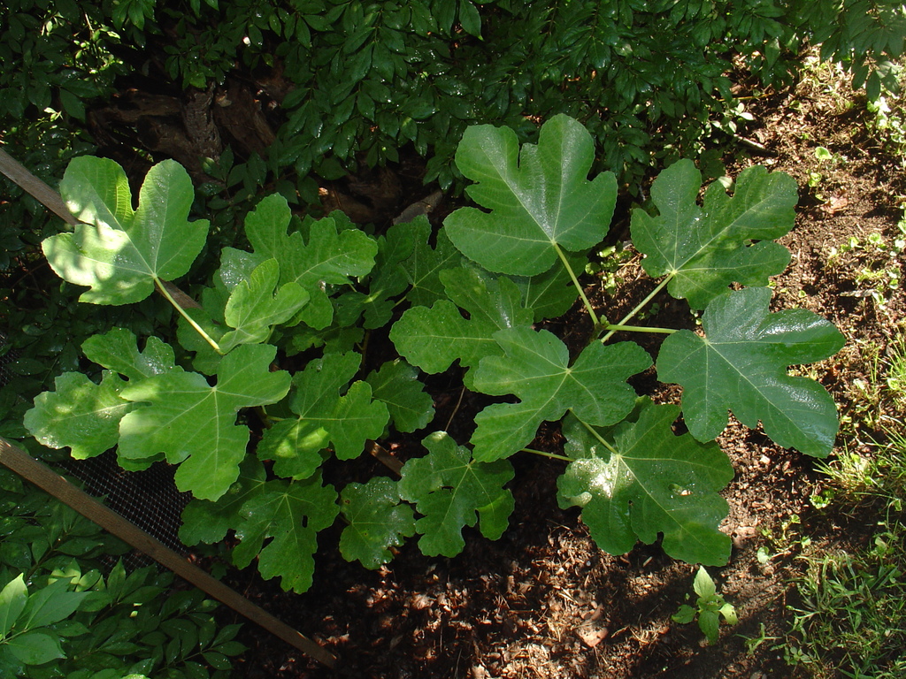 Black Fig Tree