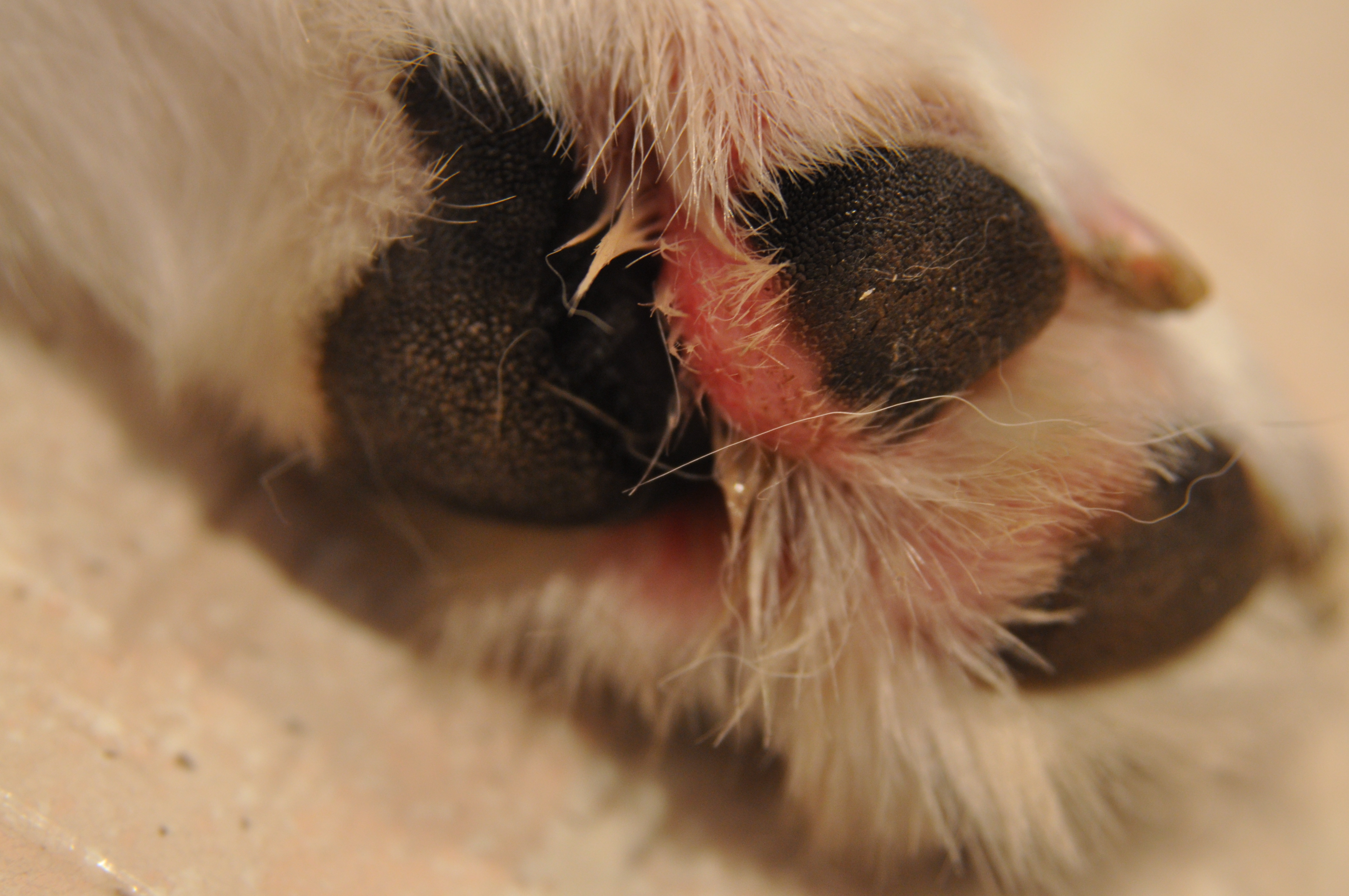 Dog chewing paw pads raw sale