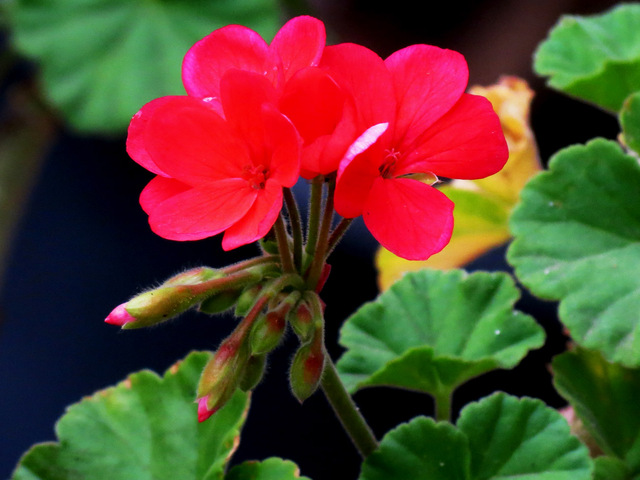 Image Hosted by PicturePush - Photo Sharing