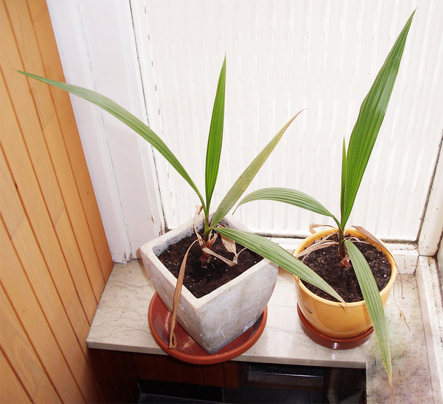 Washingtonia Filifera