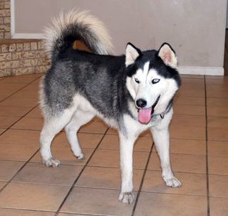 German Shepherd Attack