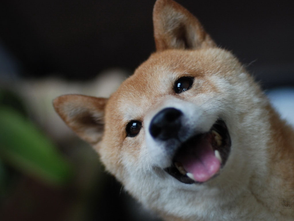 『柴犬』桌布２