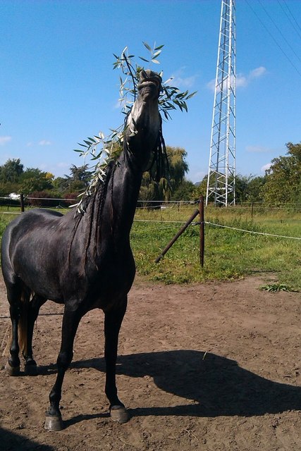 Afbeelding